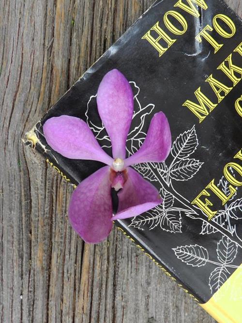 PURPLE MOKARA ORCHID